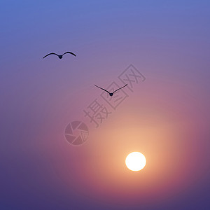日落和海鸥航班蓝色天气旅行金子移民太阳热带地平线野生动物图片