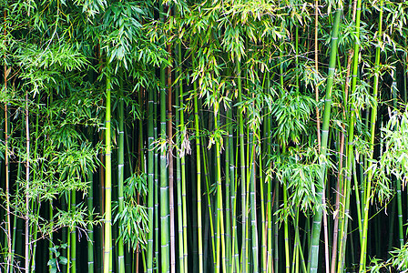 绿竹文化生长木头环境植物森林叶子边界园艺花园图片