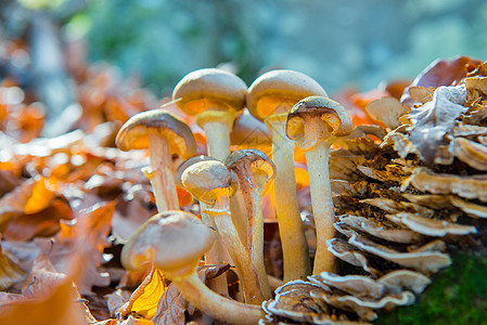 蘑菇组植物荒野生长菌类苔藓木头美味森林蔬菜季节图片