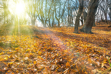 秋季森林的清晨风景木头橙子人行道远足小路公园农村薄雾叶子图片