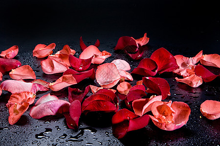 花落玫瑰花红色粉色花束花瓣作品植物水滴植物群背景