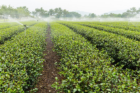 用喷洒水的绿色茶叶农场浇水图片