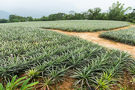 菠萝农场营养种植园蔬菜异国生长农业收成植物国家食物图片