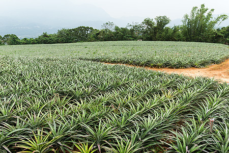 菠萝水果农场场地国家农业饮食花园园艺松树热带蔬菜植物图片