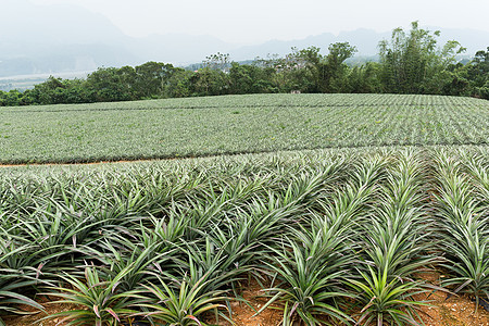 菠萝农场园艺国家生长食物海洋草地农业热带营养种植园图片