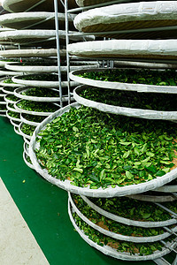 TaiWan台东茶厂程序托盘叶子氧化口味制造业传播团体餐垫太阳图片