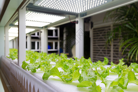 室内种植水栽培系统蔬菜叶子生长食物营养水分沙拉温室纤维水培图片