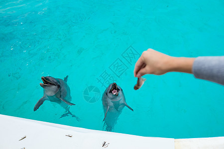 喂养海豚图片