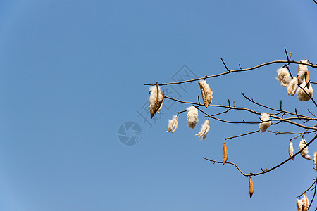  凤凰牌新鲜西巴小鸡尼姑棉花厂种子木棉片木棉绿色植物叶子背景