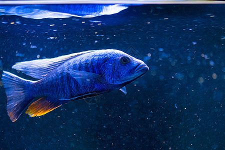 青蓝鱼家族cichlid鱼群图片