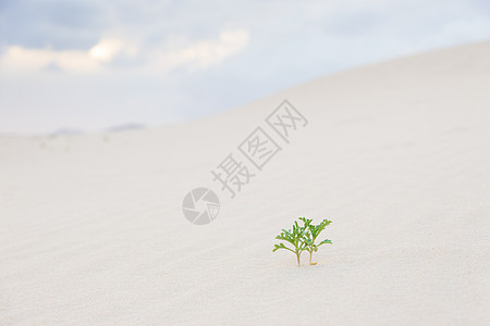 沙漠沙子里有两个绿色植物芽叶子沙漠干旱豆芽幸存者土地蠕虫土壤孤独生态图片