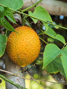 妈妈挂在树枝上水果婴儿菠萝蜜草本植物黄花植物学黄瓜植物苦瓜叶子图片