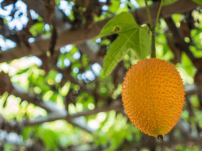 妈妈挂在树枝上草本植物婴儿热带水果植物学菠萝蜜植物叶子苦瓜食物图片