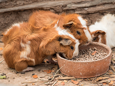 可爱的豚鼠喂养棕色宠物白色眼睛阳光动物群外套耳朵鼻子图片