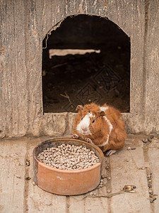 可爱的豚鼠宠物耳朵动物群鼻子眼睛外套阳光白色棕色图片
