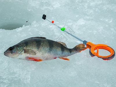 俄罗斯的冰雪捕鱼季节运动渔夫活动旅行钓竿冬钓娱乐爱好钓鱼图片