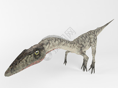 白色雄鹿内的恐龙的 3d 渲染皮肤生物蜥蜴恐慌猎物捕食者爬虫动物化石插图背景图片