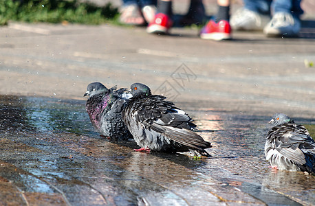 鸽子在喷泉喷洒中洗澡图片