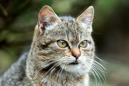 特写猫肖像哺乳动物小猫眼睛胡须猫咪宠物短发毛皮动物花园图片