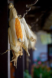 玉米干燥农场烘干皮肤棒子玉米芯橙子房子乡村食物营养图片
