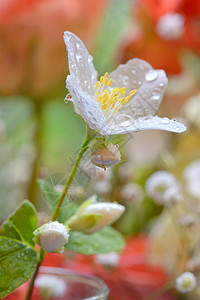 白茉花牡丹药品植物群礼物花束生日茉莉花庆祝宏观叶子图片