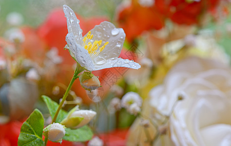 白茉花花瓣生日庆祝卡片叶子药品牡丹礼物灌木植物群图片