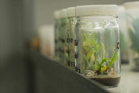 植物组织培养的玻璃瓶教育科学实验室实验技术环境文化生物学生长遗传图片