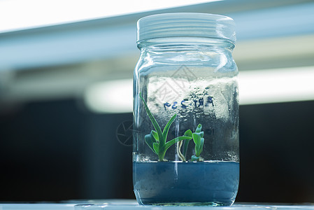 植物组织培养的玻璃瓶教育生长遗传环境生物学瓶子技术绿色科学家实验室图片