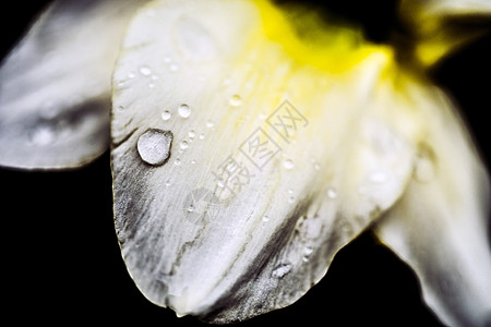 A 自 自闭症天气乡村植物学宏观背景花粉花瓣花冠活力花束图片