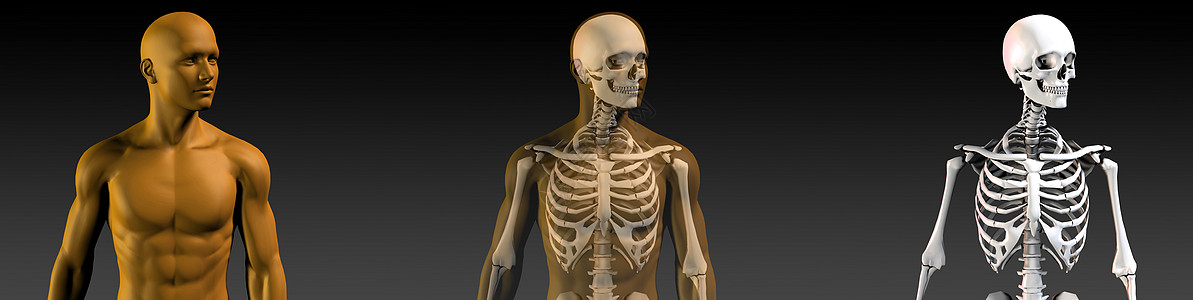 具有骨骼结构的透明人男人橙子骨关节炎解剖学保健卫生运动骨科骨头药品图片