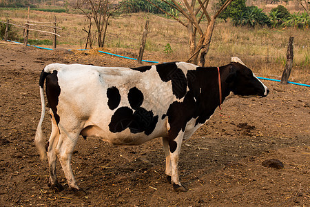 黑白线 泰国农场的奶牛 重点畜牧业牛奶奶制品牛肉母牛天空草地动物国家农业图片