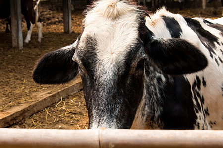 黑白线 泰国农场的奶牛 重点生乳动物牛肉谷仓天空牛奶奶制品农业乳房国家图片