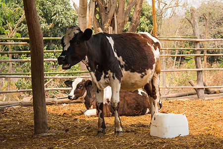 黑白线 泰国农场的奶牛 重点牛犊小牛奶制品农田母牛牧场动物畜牧业农业家畜图片