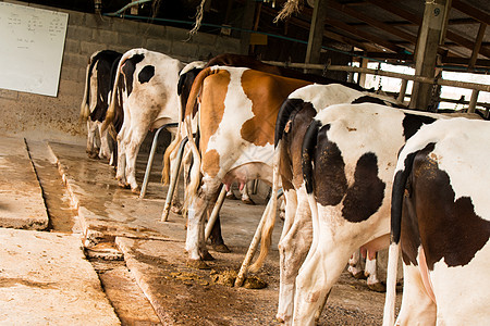 黑白线 泰国农场的奶牛 重点小牛国家动物牛犊草地牛奶生乳天空牛肉摊位图片