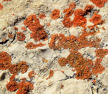 石灰岩 roc 上的橙色真菌图片