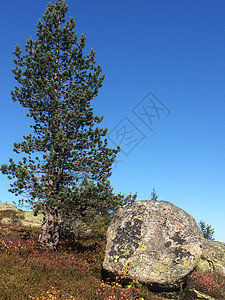 木树绿色天空植被石头蓝色图片