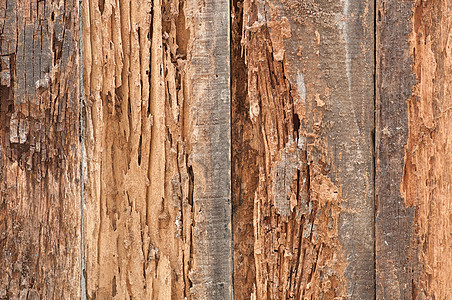 白蚁吃旧木头的痕迹装饰害虫材料衰变风格损害裂缝植物自然木材图片