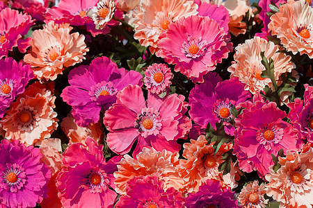鲜花的美丽彩色收藏叶子房子园艺植物植物学蓝色橙子花瓣花束图片