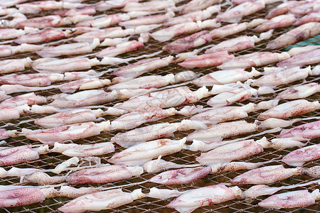 干燥的鱿鱼树木风景乌贼餐厅团体蓝色食物烘干市场触手图片
