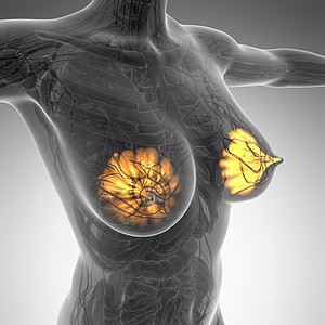 具有光芒哺乳腺的人体科学解剖学技术考试医院x线x射线医生药品诊所癌症治疗图片