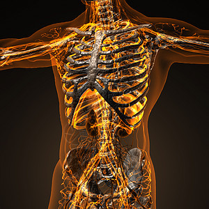人体循环心血管系统 有骨骼的穿孔器心肌男人插图树干病人解剖学流动梗塞动脉耳廓图片