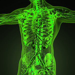 人体循环心血管系统 有骨骼的穿孔器生活耳廓速度科学静脉脉冲外科保健心肌梗塞图片