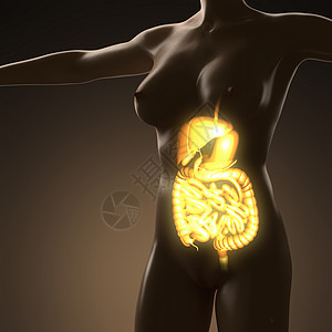 利用光消化系统对人体进行科学解剖食管病人胃炎癌症棱角男人器官腹泻药品姿势背景图片
