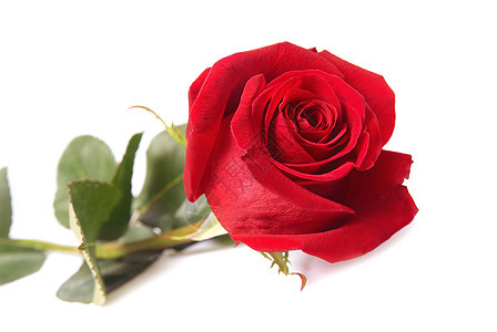 红玫瑰花束约会礼物花瓣植物假期庆典纪念日热情卡片图片