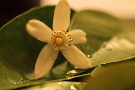 白香橙花香水芳香香味绿色橙花水果图片