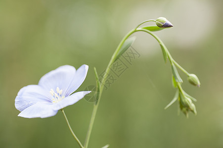 和麻花的花露亚麻纤维食物紫色背景图片