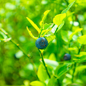 森林中的野蓝莓浆果覆盆子森林叶子农业收成紫色衬套饮食水果图片