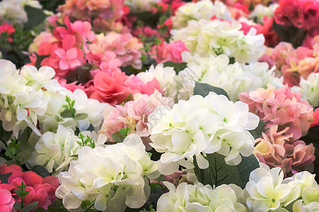 白色和粉红色塑料花植物学收藏花束粉色园艺叶子植物蓝色花瓣绿色图片