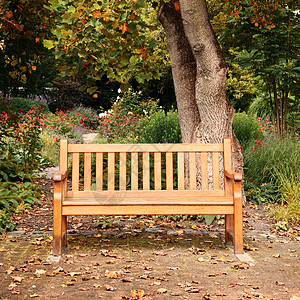 秋天公园的长凳城市花园树木小路植物群长椅座位季节娱乐风景图片