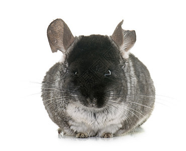 演播室的中国辣椒灰色侵略动物成人哺乳动物黑色伤口宠物耳朵工作室图片